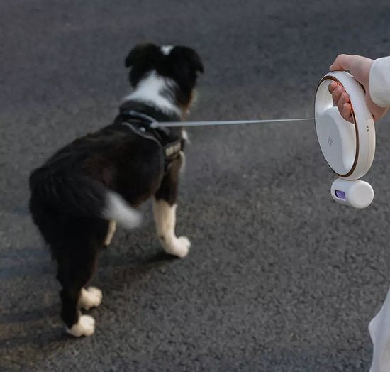 NightPaws | LED hondenriem met ingebouwde zaklamp