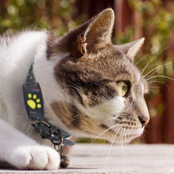 PurrTrack | GPS Katten Tracker in real time