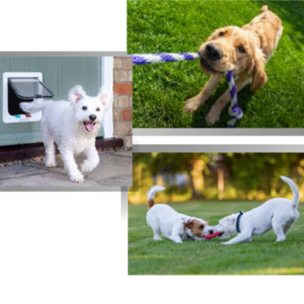 PawsWay | Vrijheid Kattenluik