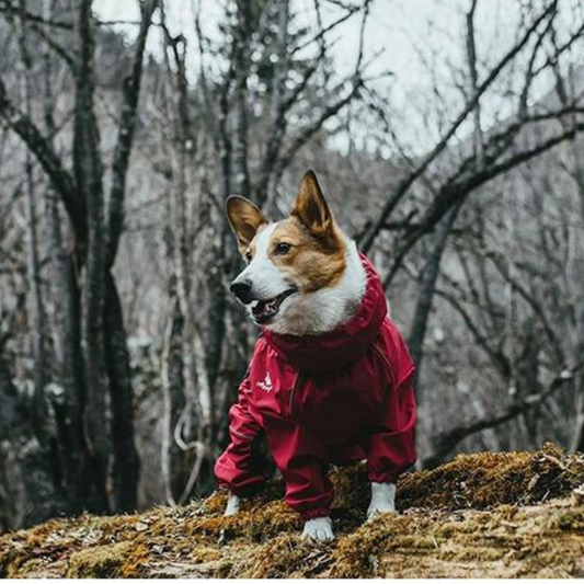 PawsGuard | Winter Jumpsuit