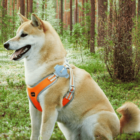 FurryFinder | GPS Huisdiervriend